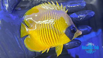 Semivalartus Butterflyfish SBF1