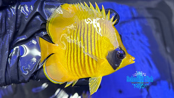 Semivalartus Butterflyfish #1