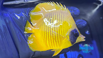 Semivalartus Butterflyfish SBF2