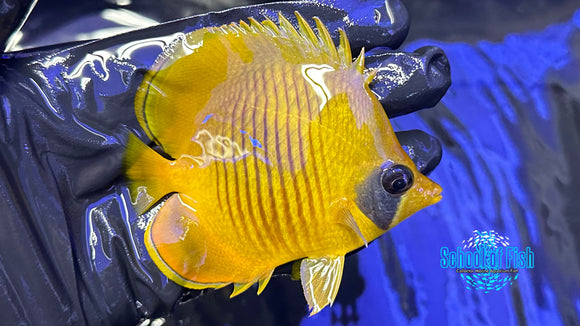 Semivalartus Butterflyfish #2