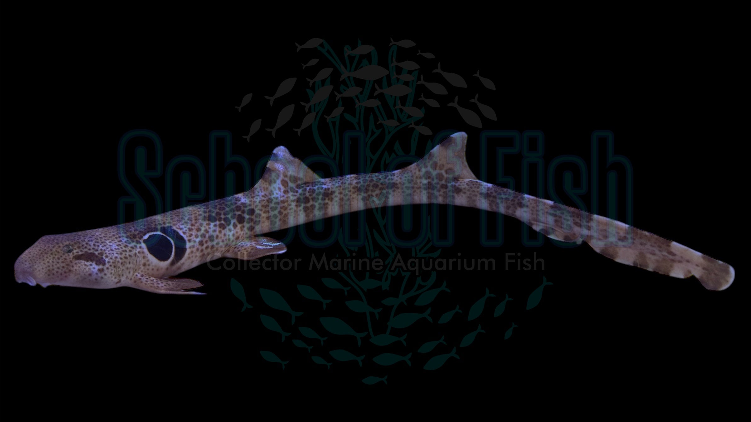 Spotted Epaulette Shark 23" MALE