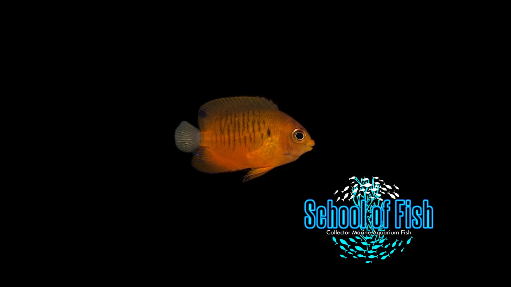 Shephard Dwarf Angelfish SA1 | School of Fish Online Store