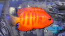 Solar Flare Flame Angelfish SFA-1