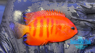 Solar Flare Flame Angelfish SFA