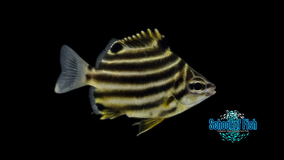 Australian Stripey AS1