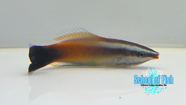 Tahitian Cleaner Wrasse TCW2