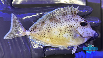 Hump-Nosed Unicornfish HHU1