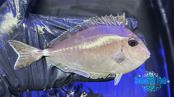 White Margin Unicorn Tang WMU1