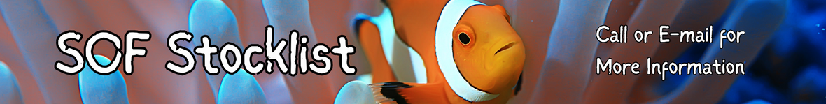 Some Livestock Not in WYSIWYG Call or E-mail for DetailsA lot of our fish are wishlist fulfillment and are committed so not included in this list