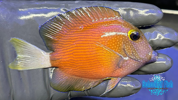 White Tail Bristle tooth Tang WTB4