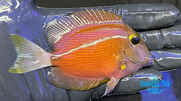 White Tail Bristle tooth Tang WTB2