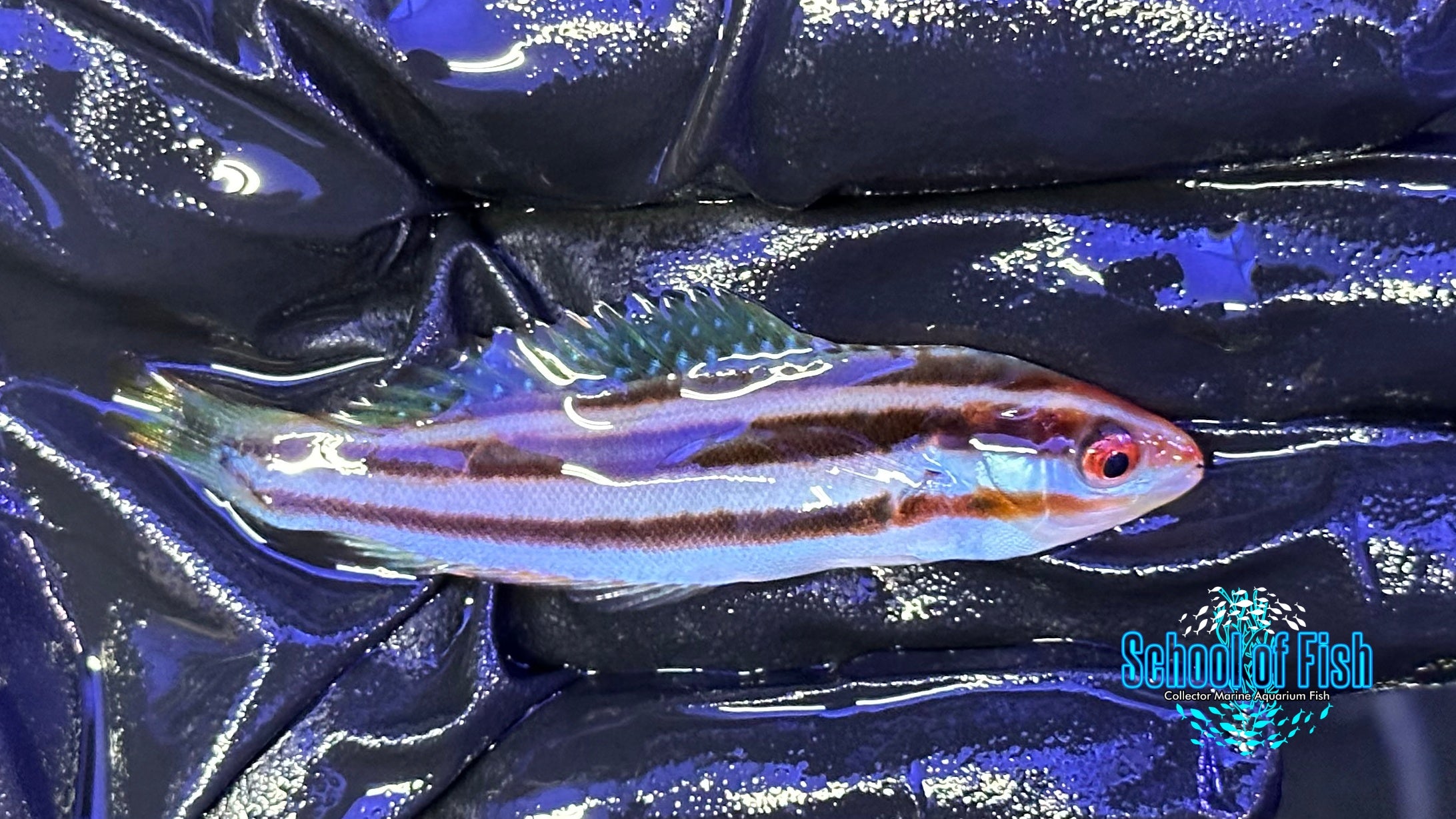 Rust-banded Wrasse RW2