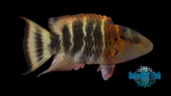 Red Breasted Maori Wrasse 5"