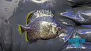 Wrought Iron Butterflyfish Juv WI2-1