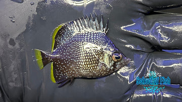 Wrought Iron Butterflyfish Juv WI2