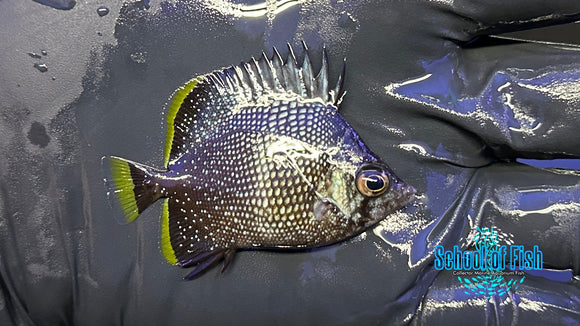 Wrought Iron Butterflyfish Juv WI2