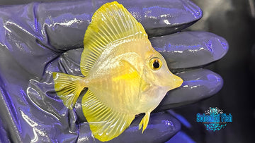 Yellow Tang WILD YTW1