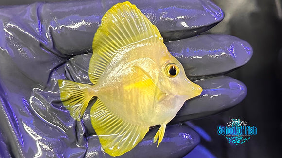 Yellow Tang WILD YTW1