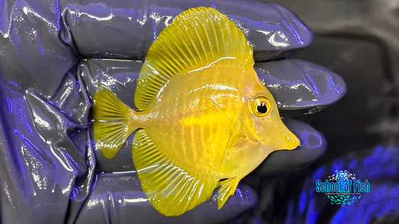 Yellow Tang WILD YTW2
