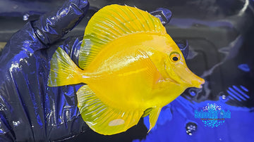Wild Yellow Tang XL #265
