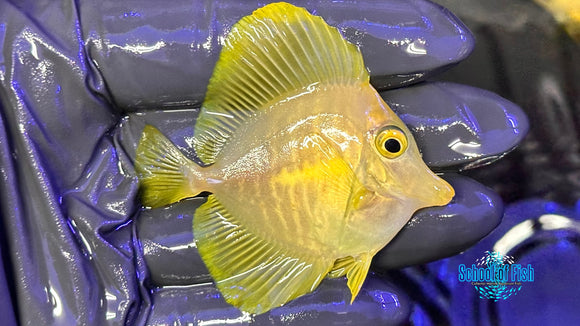 Yellow Tang WILD YTW3