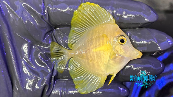 Yellow Tang WILD YTW4