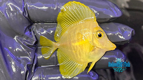 Yellow Tang WILD YTW5