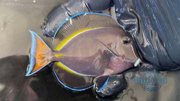 Achilles Tang Hybrid AH1