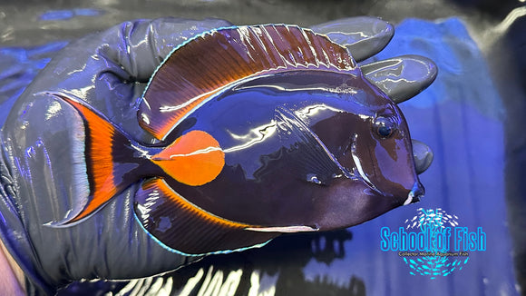 Achilles Tang AT6