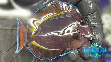 Achilles Hybrid Tang AH1
