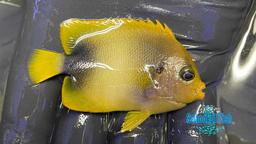 West African Angelfish AA1