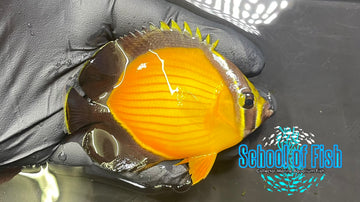 Arabian Butterfly AB1