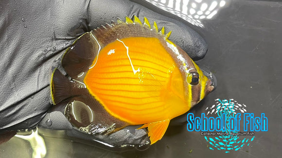 Arabian Butterfly AB1