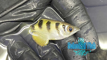 Banded Archer Fish (Saltwater)