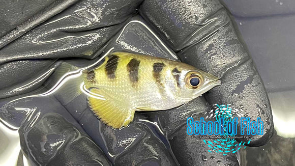 Banded Archer Fish (Saltwater)