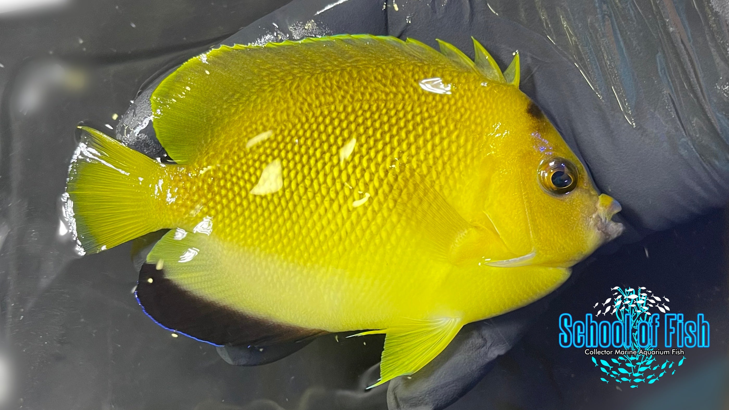 Armitage Angelfish AA1 | School of Fish Online Store