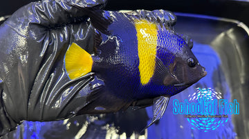 Asfur Angelfish AA1