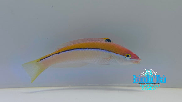 Polynesian Atavai Sunset Wrasse Female PWF1
