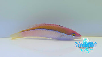 Polynesian Atavai Sunset Wrasse Female PWF2