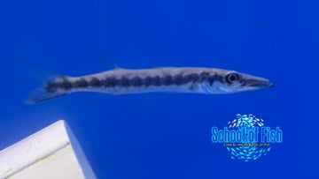Great Barracuda Juvenile 2" Africa GBJ1