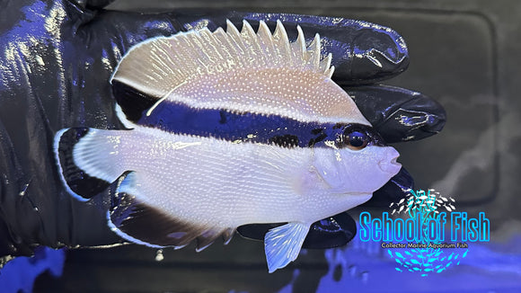 Bandit Angelfish BA2