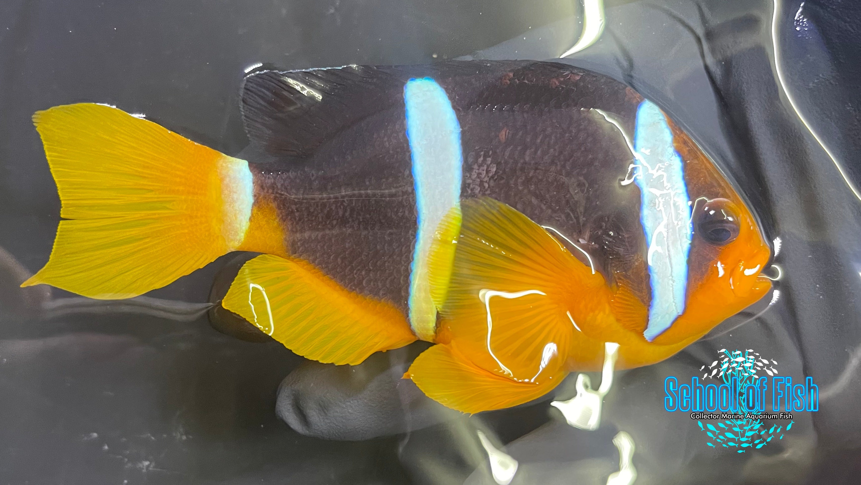 Bicinctus Clown fish Pair WILD BC1-1
