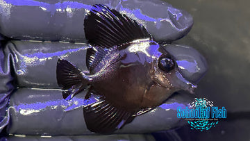 Black Tang BT3 2"
