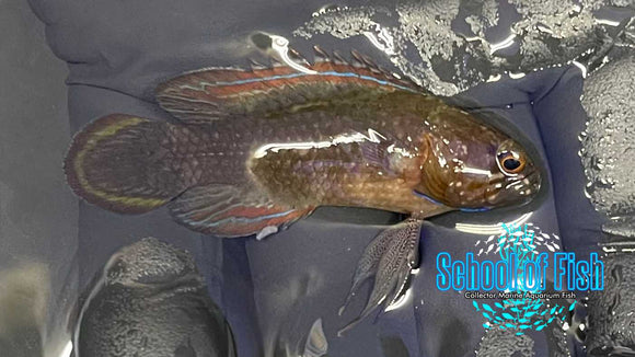 Black Longfin Grouper B1