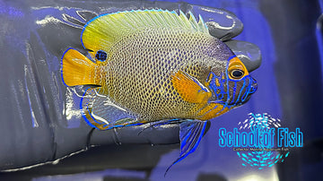 Blue Face Angel Adult Small BFA1