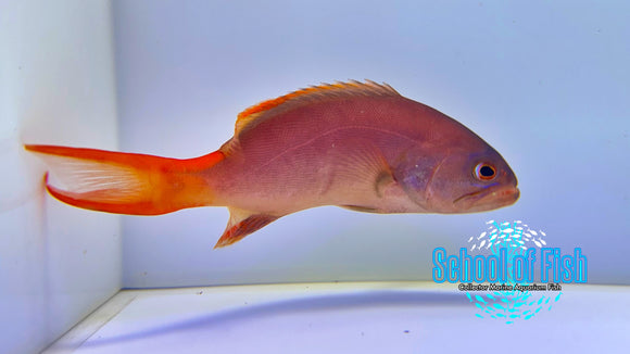 Blue Masked Grouper Juv BMG1