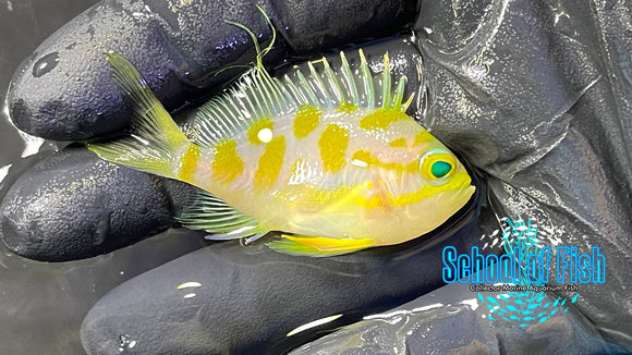 Borbonious Anthias BA1