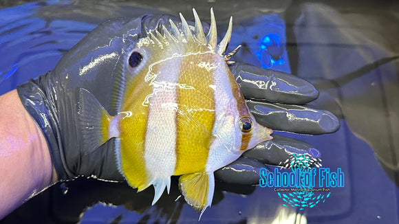 Brown Banded Butterfly BBB1