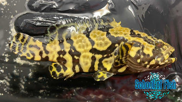 Bumble Bee Grouper Hybrid BGH1