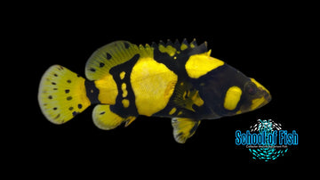 Bumble Bee Grouper BG2